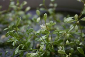 Glossostigma elatinoides kwitnąca